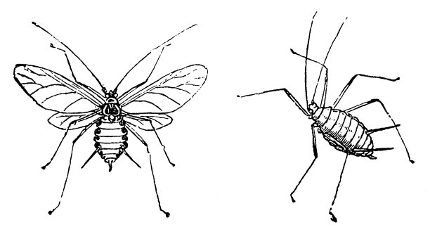 阿菲德（马罗西普姆·罗塞）图片下载