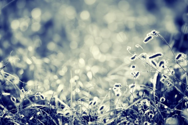 夏天的草地图片下载