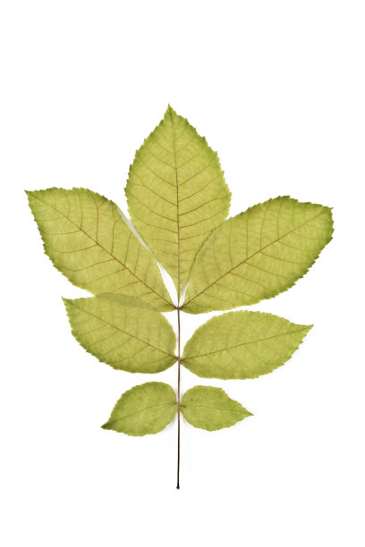 山核桃-山核桃图片下载