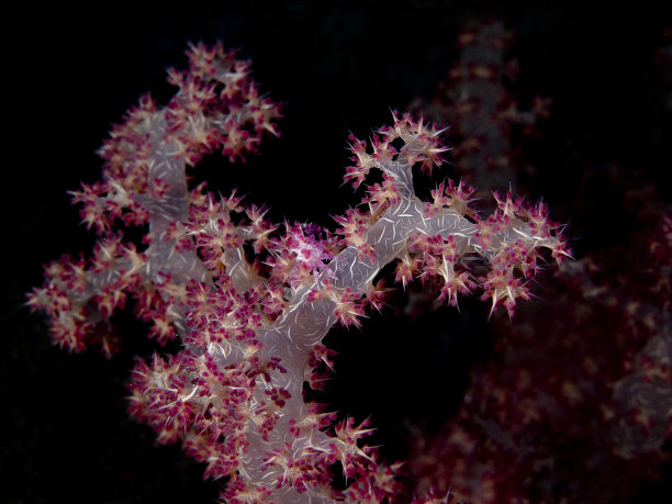 软珊瑚图片下载