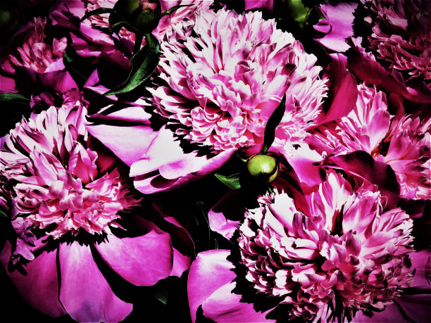 玫瑰牡丹5图片下载