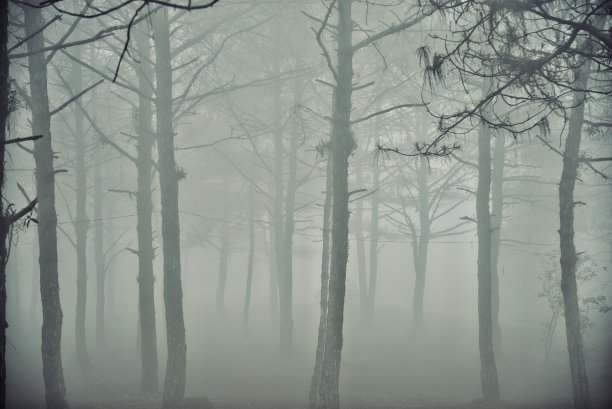 雨后雾林:泰国图片下载