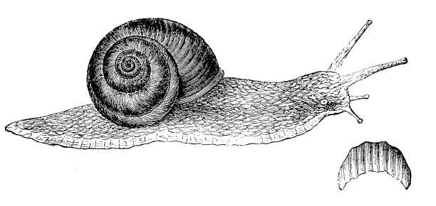 勃艮第，罗马，食用蜗牛或蜗牛图片下载