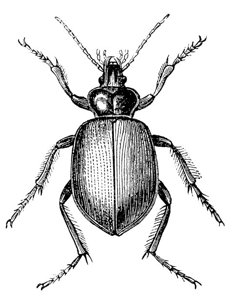 森林毛虫猎人(Calosoma Sycophanta)图片下载