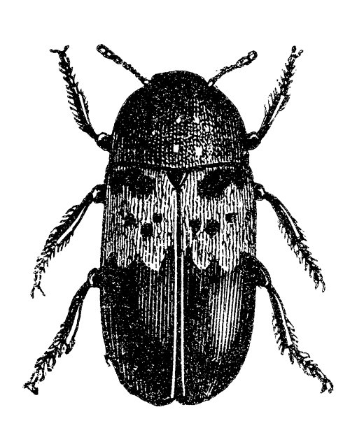 拉德·甲壳虫（德梅斯特·拉达里乌斯）图片下载