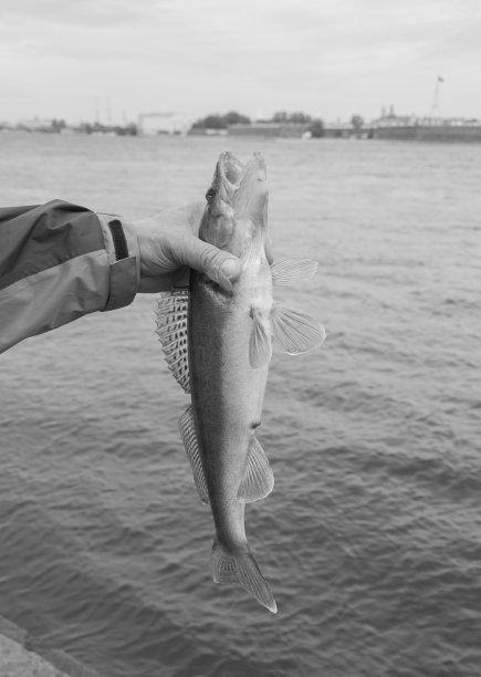 大鱼在手中，渔夫图片下载