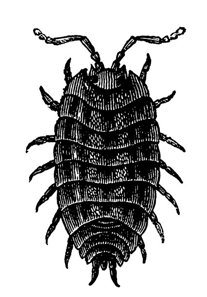 普通鼠妇（Oniscus Asellus）素材图片