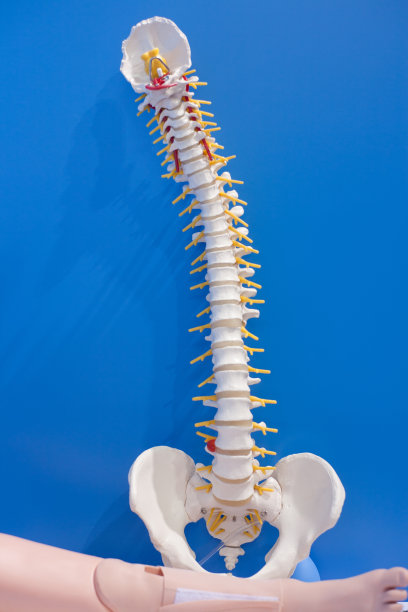 人体器官，脊椎模型图片下载