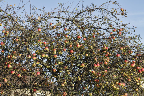 秋天，树上结红苹果图片下载