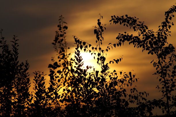 一棵树图片下载