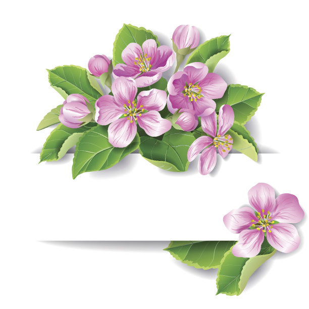 苹果树开花素材图片