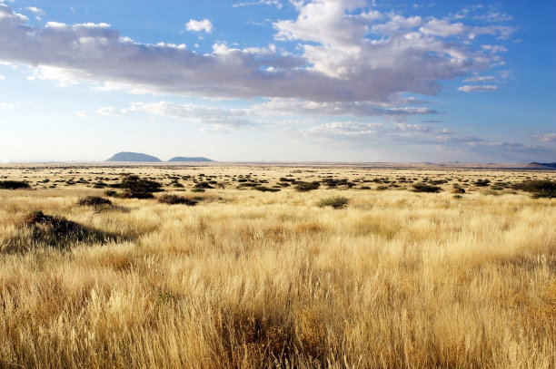 稀树大草原图片下载