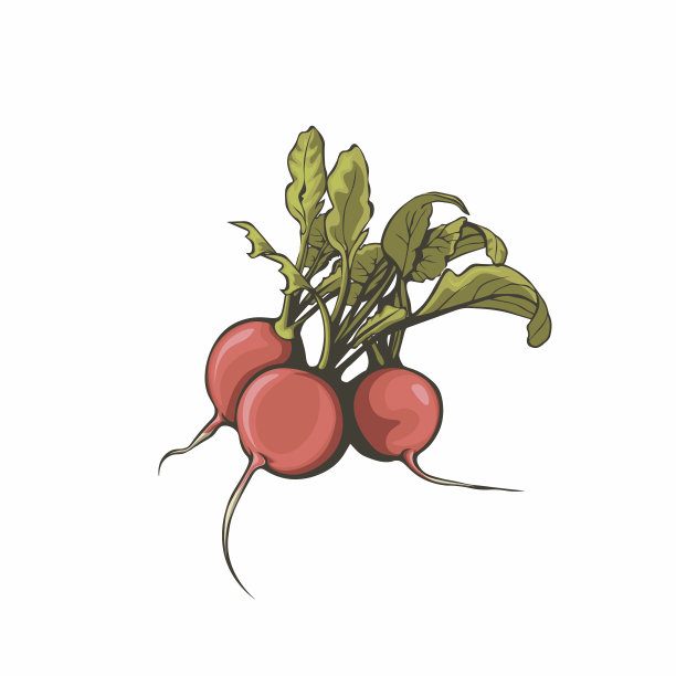 萝卜风格化插图孤立在白色的背景。图片下载