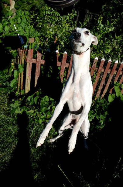 跳舞的鞭子图片下载