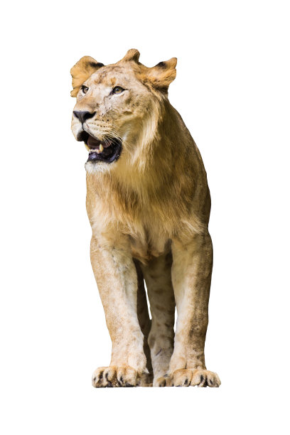 孤立的,狮子图片下载