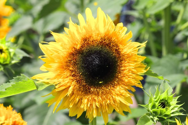 梵高的向日葵图片下载