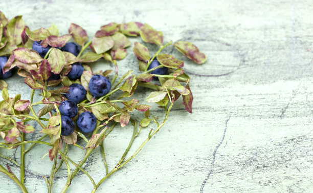 蓝莓布什图片下载