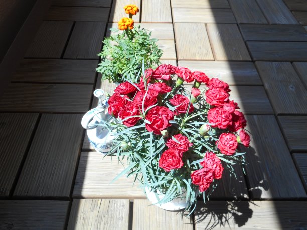 康乃馨图片下载