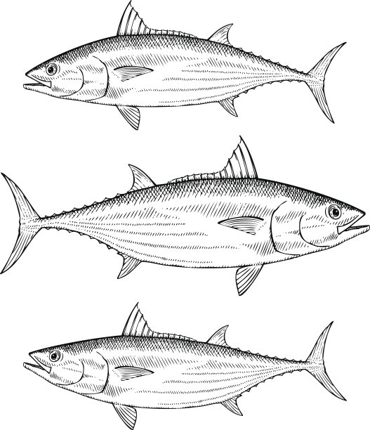 手绘鲣鱼图片下载