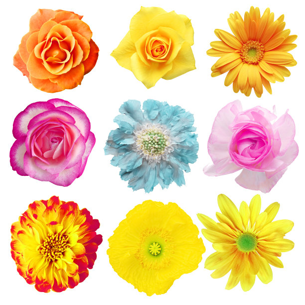 一套鲜花图片下载