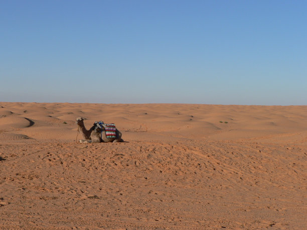 单峰骆驼在沙漠图片下载