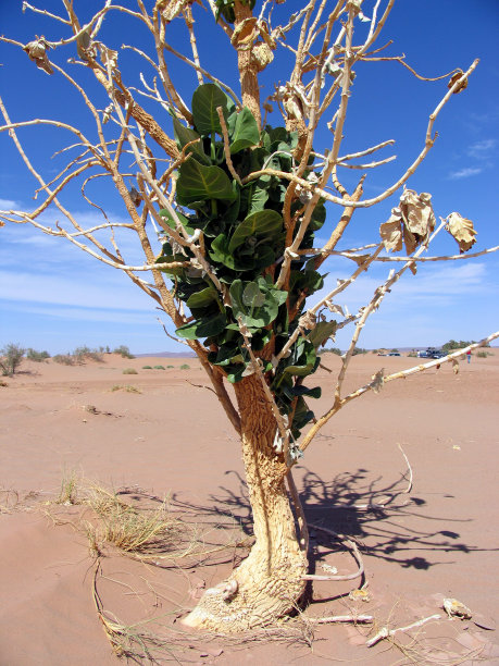生命或干旱图片下载