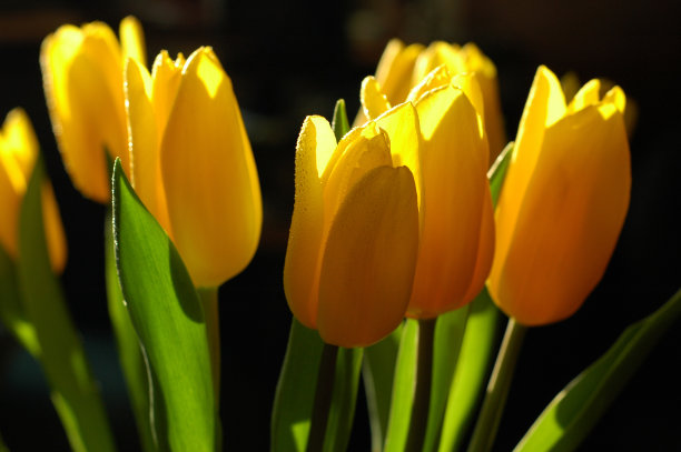 春天的迹象图片下载