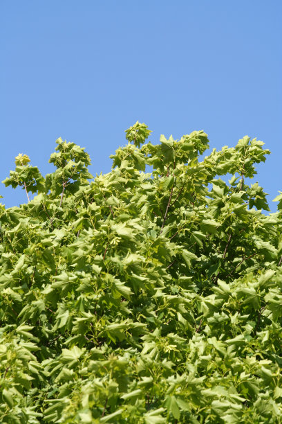 绿色背景图片下载