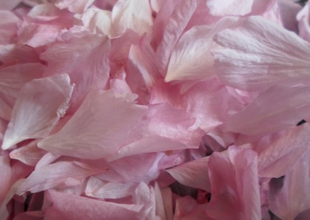 樱花的花瓣。图片下载