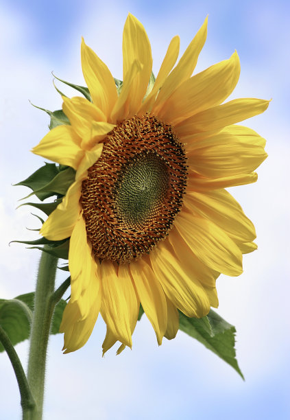 巨大的向日葵图片下载