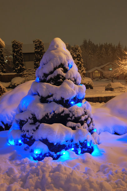 雪的圣诞树图片下载