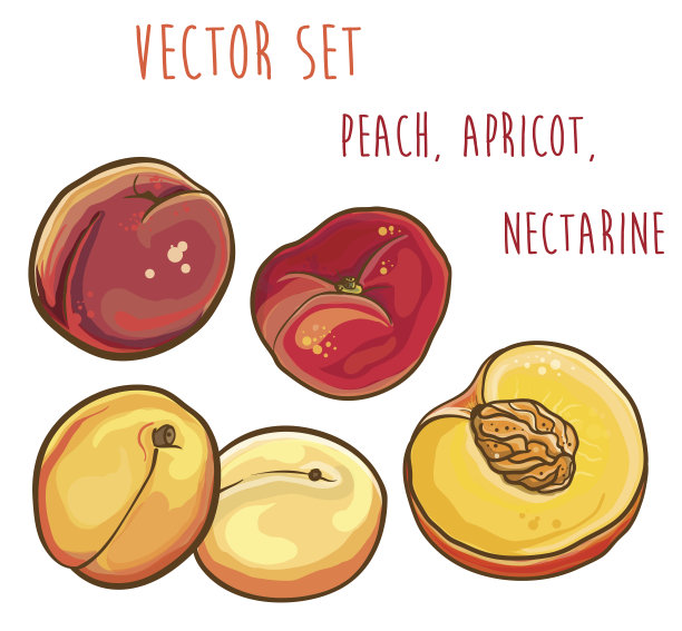 向量集桃子，杏，油桃。图片下载