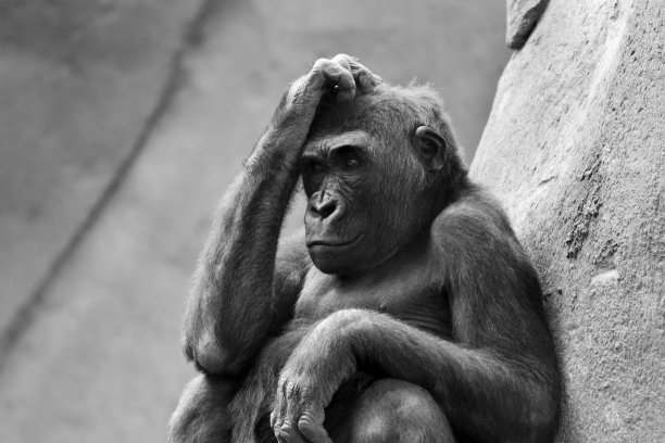 猿奇迹图片下载