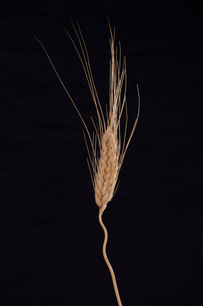 尖峰,小麦胚芽图片下载