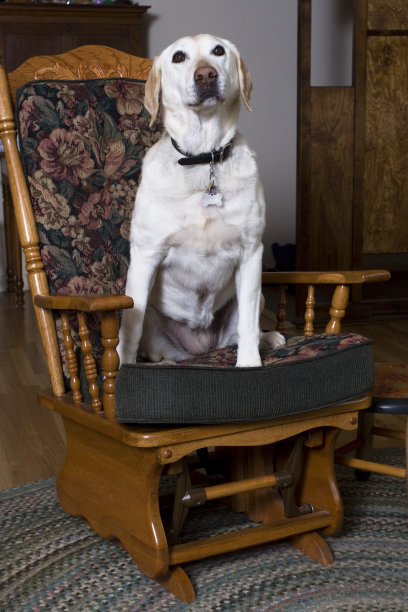 椅子上的拉布拉多寻回犬图片下载