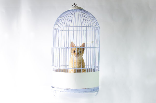 关在笼子里的猫图片下载