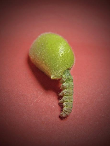 卡特彼勒与克，Cicer Arietinum图片下载