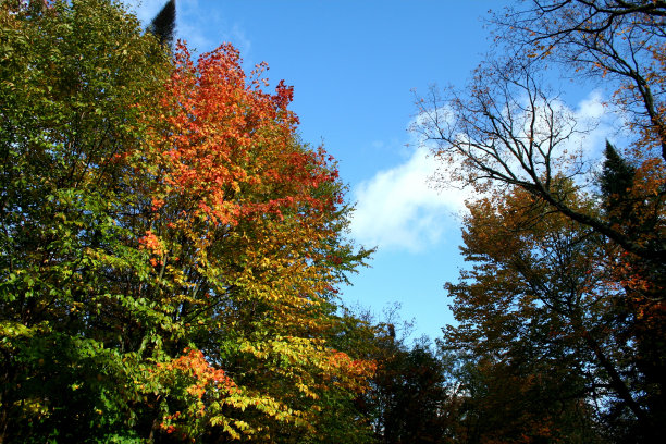 印度夏天在加拿大-多伦多图片下载