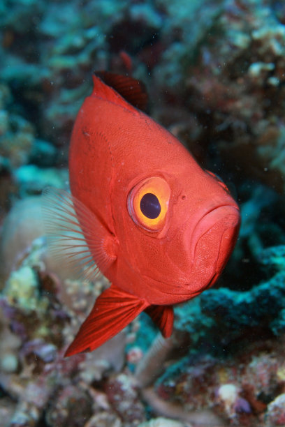 珊瑚礁上常见的新月大眼图片下载