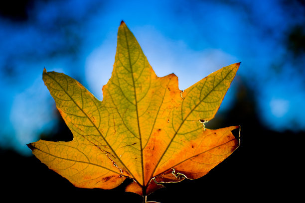 秋天的叶子图片下载