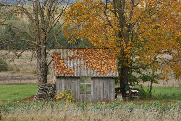 秋天枫树下空荡荡的房子图片下载