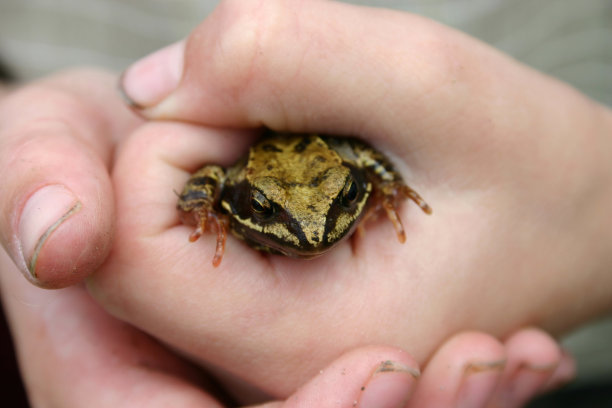 洞里的蟾蜍图片下载