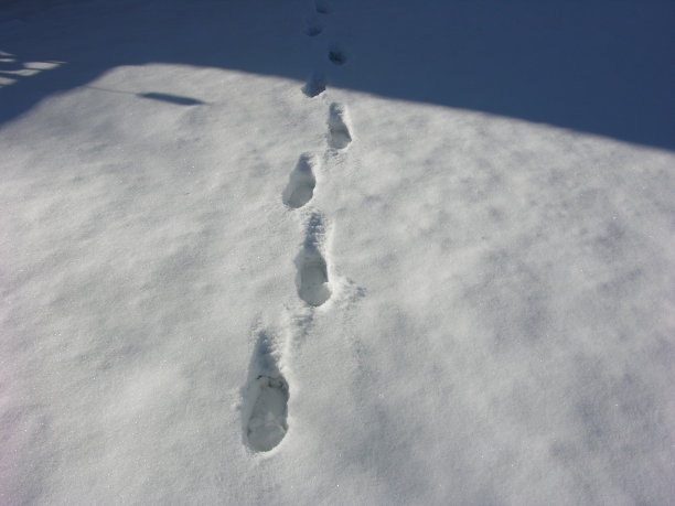 雪地上的足迹图片下载