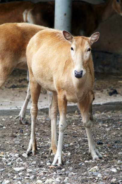 父亲大卫的鹿图片下载