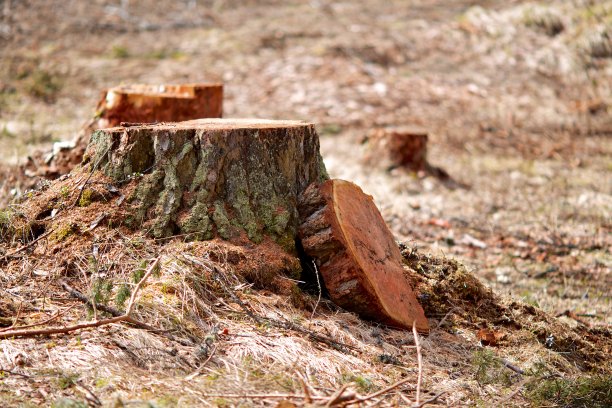 锯掉存根图片下载