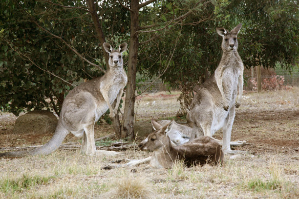袋鼠图片下载