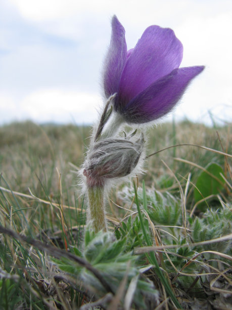 白头翁图片下载