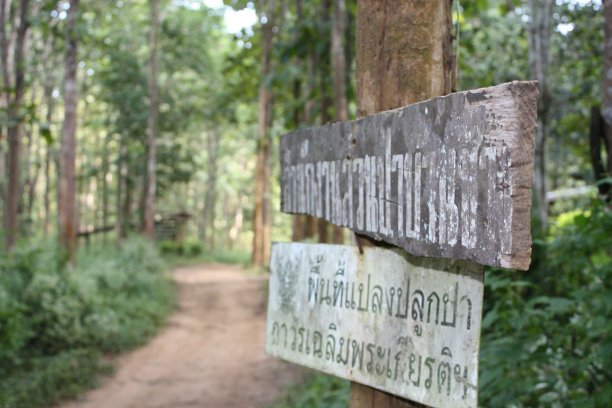 泰国的道路标志在清迈森林中图片下载