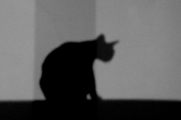 阴影猫图片下载