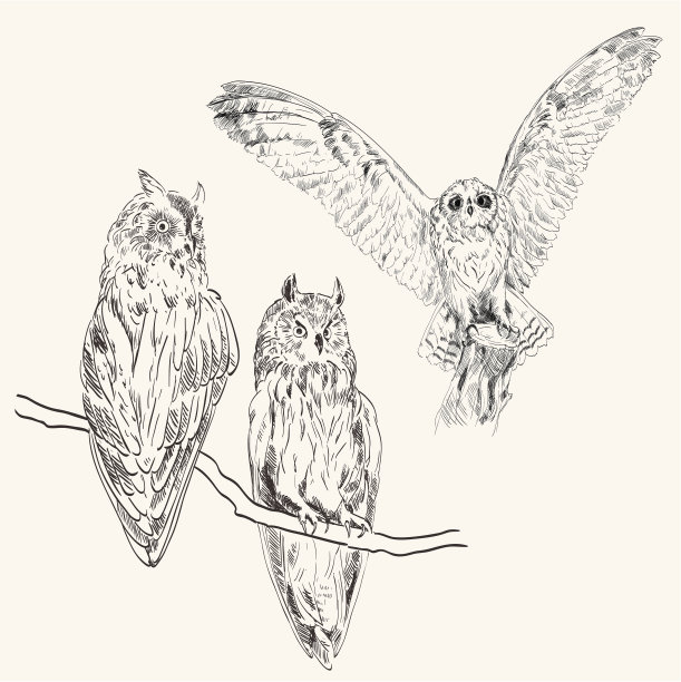 向量的猫头鹰图片下载